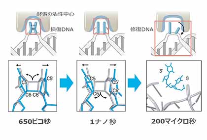 南後恵理子教授の研究成果「光分解酵素によるDNA修復過程を原子分解能で可視化」（Science）が12月1日にプレスリリース